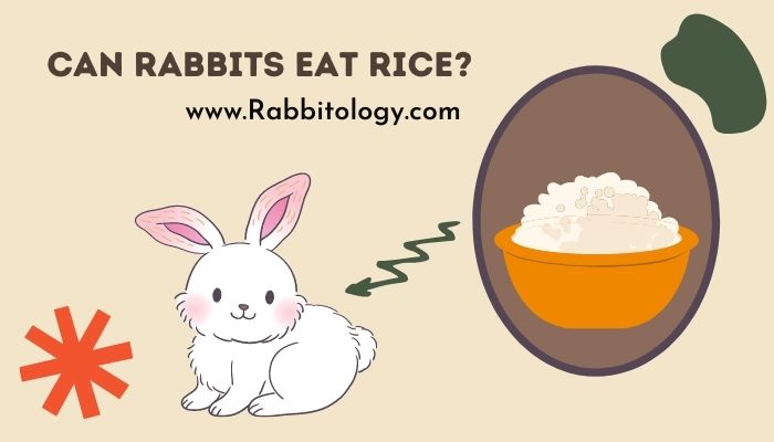 Can-Rabbits-Eat-Rice