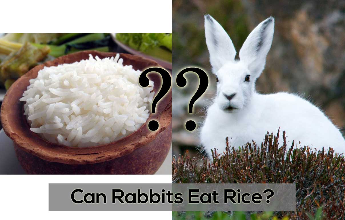 rice hay for rabbits