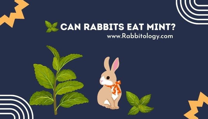 Can-rabbits-eat-Mint