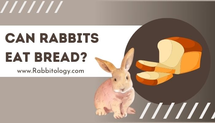 Can-rabbits-eat-bread
