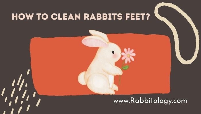 How-To-Clean-Rabbits-Feet