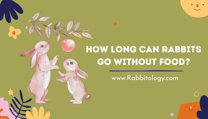 How-Long-Can-Rabbits-Go-Without-Food