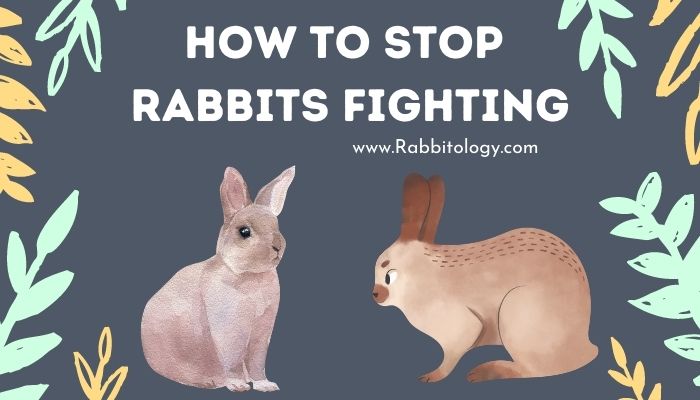 How-to-stop-rabbits-fighting