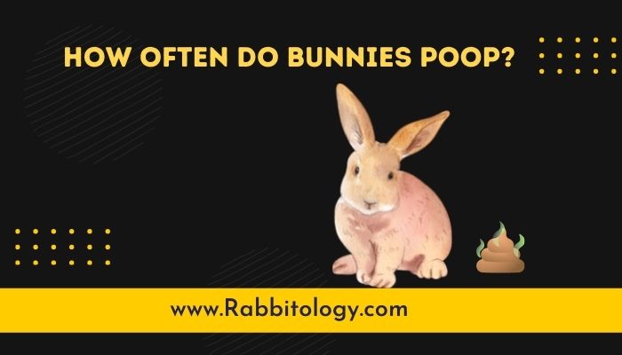 How-Often-Do-Bunnies-Poop