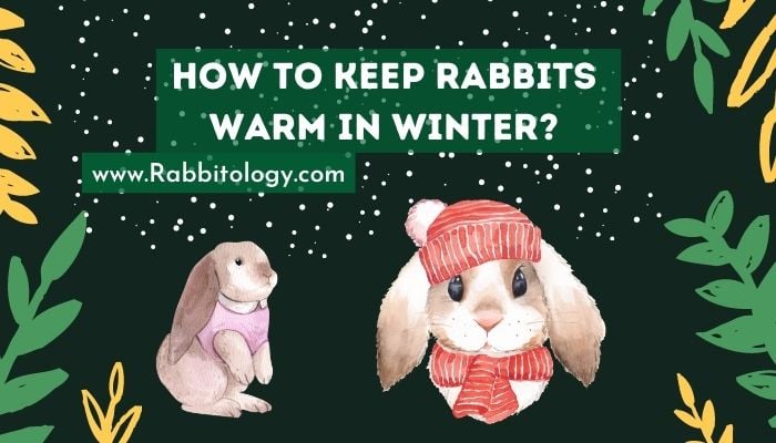 Rabbit-in-winter