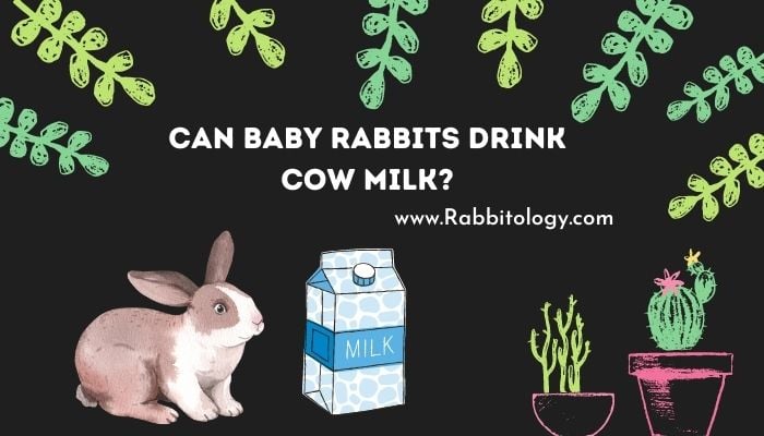 Can-Baby-Rabbits-Drink-Cow-Milk
