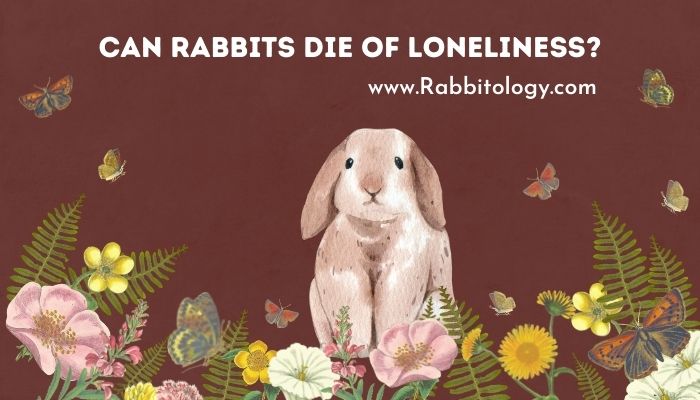 Can-Rabbits-Die-of-Loneliness