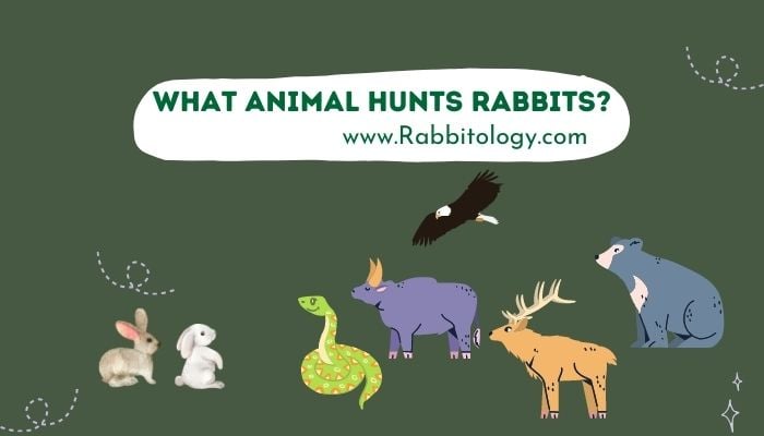What-Animal-Hunts-Rabbits