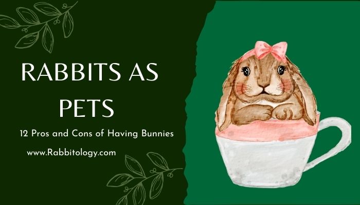 Rabbits-as-Pets