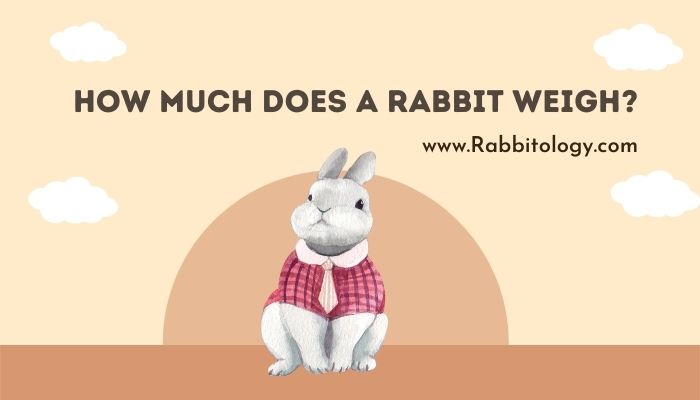 How-Much-Does-a-Rabbit-Weigh