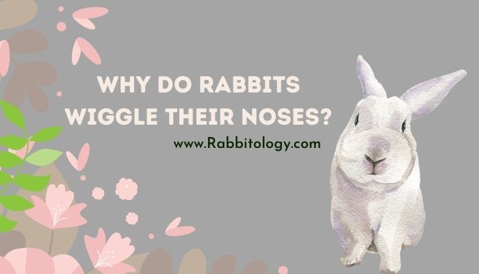 Why-Do-Rabbits-Wiggle-Their-Noses