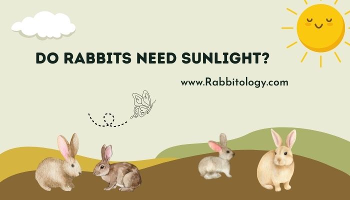 Do-Rabbits-Need-Sunlight