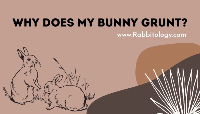 Why-Does-My-Bunny-Grunt