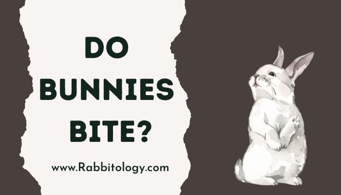 Do-Bunnies-Bite