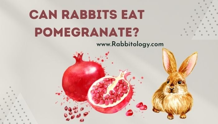 Can-Rabbits-Eat-Pomegranate