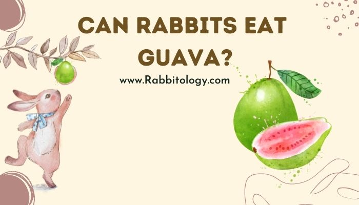 Can-Rabbits-Eat-Guava