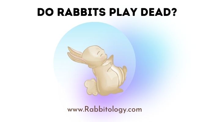 Do-Rabbits-Play-Dead