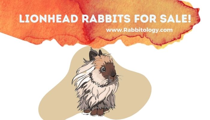 Lionhead-Rabbits-for-Sale