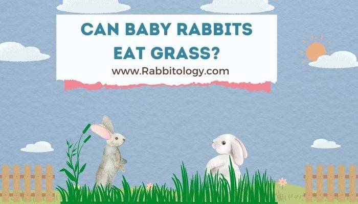 Can-Baby-Rabbits-Eat-Grass