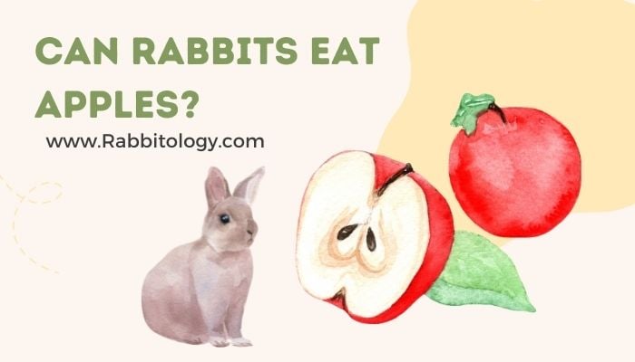 Can-Rabbits-Eat-Apples