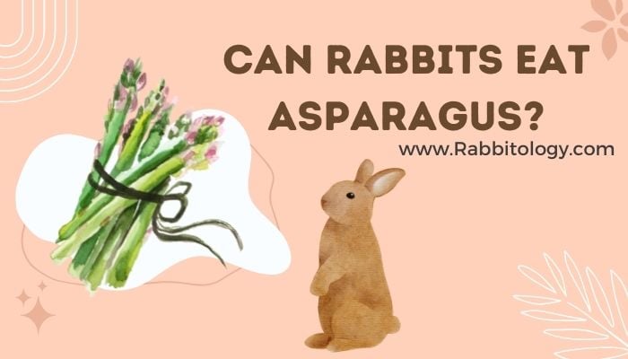 Can-Rabbits-Eat-Asparagus