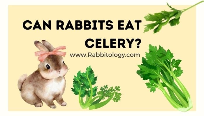 Can-Rabbits-Eat-Celery