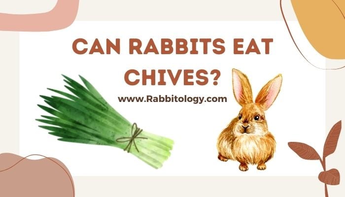 Can-Rabbits-Eat-Chives