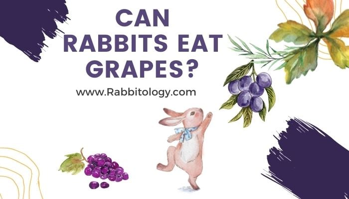 Can-Rabbits-Eat-Grapes