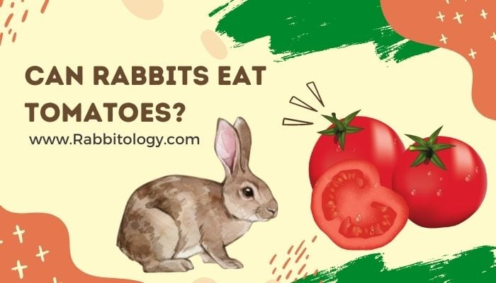 Can Rabbits Eat Tomatoes