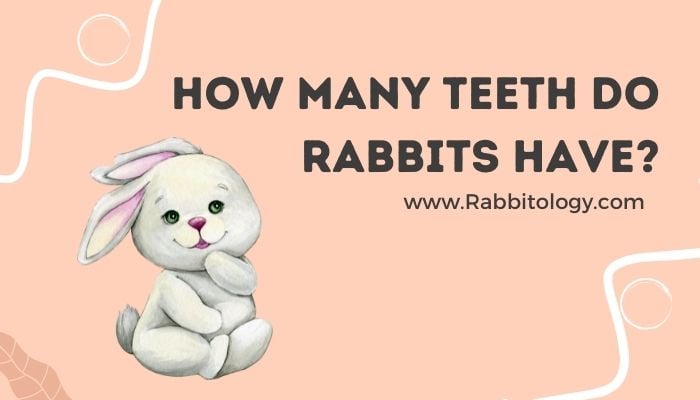 How-Many-Teeth-Do-Rabbits-Have