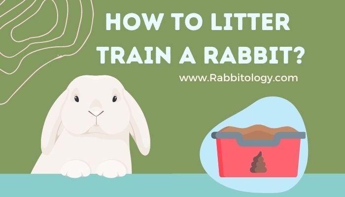 How-to-Litter-Train-a-Rabbit