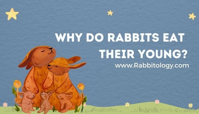Why-Do-Rabbits-Eat-Their-Young
