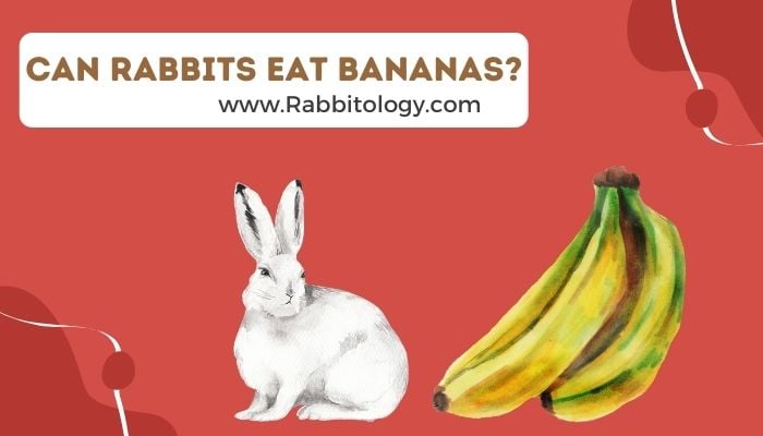 Can-Rabbits-Eat-Bananas