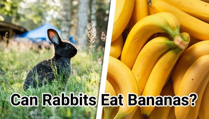 Can Rabbits Eat Bananas Risk Issues Complete Guide