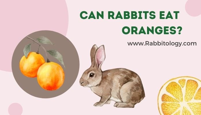 Can-Rabbits-Eat-Oranges