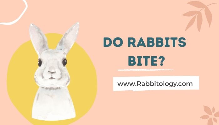 Do-Rabbits-Bite