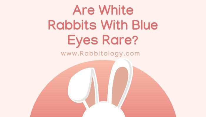 Are-White-Rabbits-With-Blue-Eyes-Rare