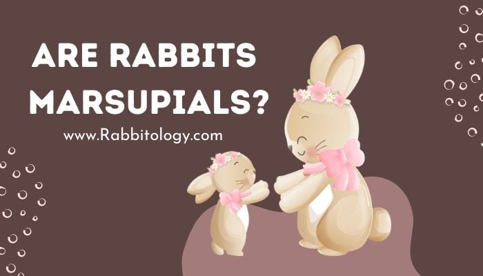 Are-rabbits-marsupials