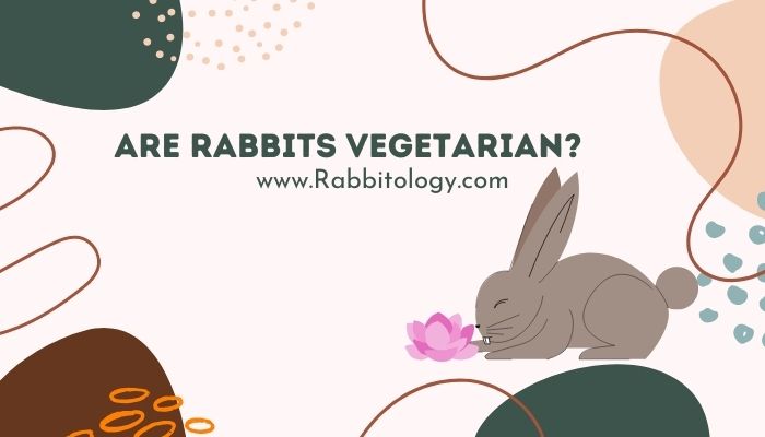 Are-rabbits-vegetarian