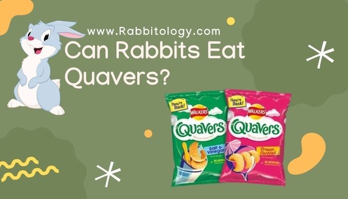 Can-Rabbits-Eat-Quavers