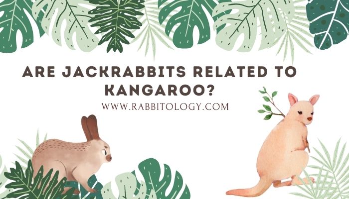 Are-Jackrabbits-Related-to-Kangaroo