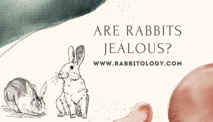 Are-Rabbits-Jealous