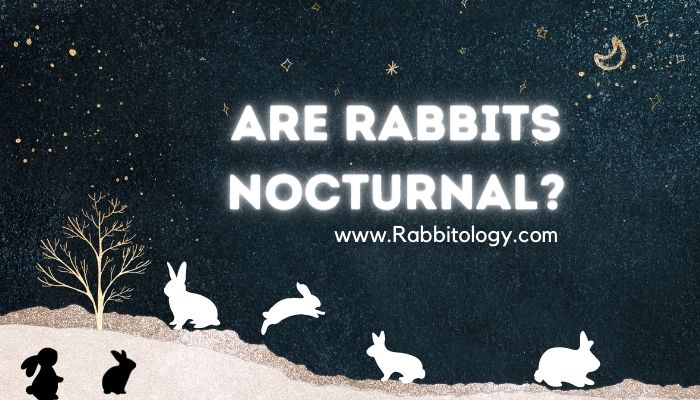 Are Rabbits Nocturnal