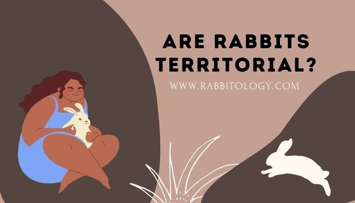 Are-Rabbits-territorial