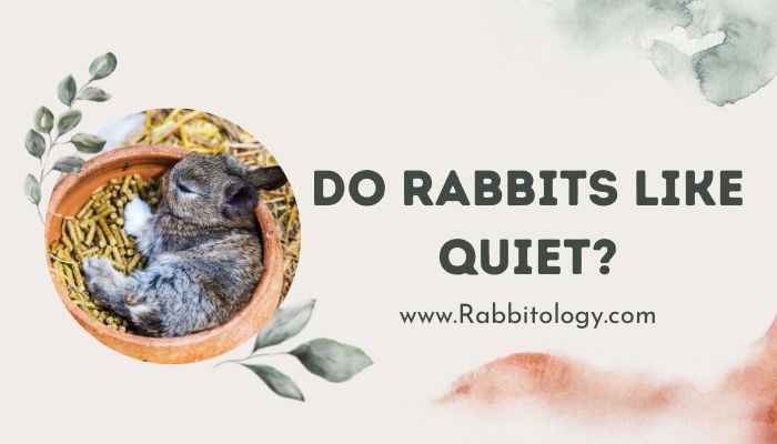 Do Rabbits Like Quiet