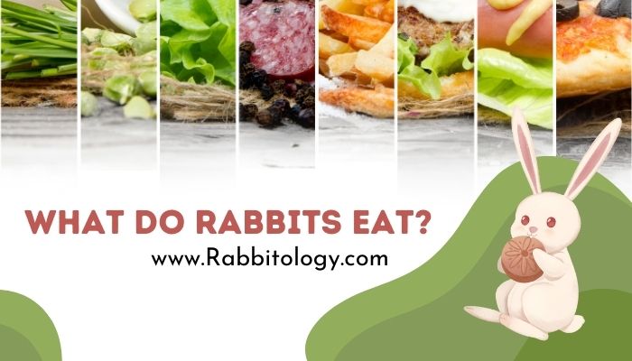What-do-rabbits-eat