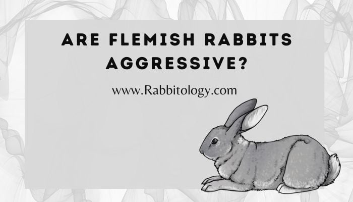 Are Flemish Rabbits Aggressive