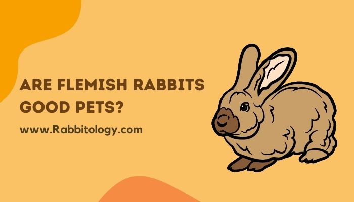 Are Flemish Rabbits Good Pets