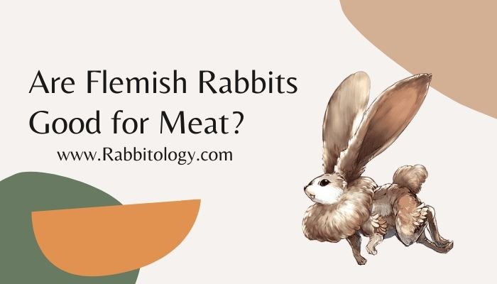 Are Flemish Rabbits Good for Meat