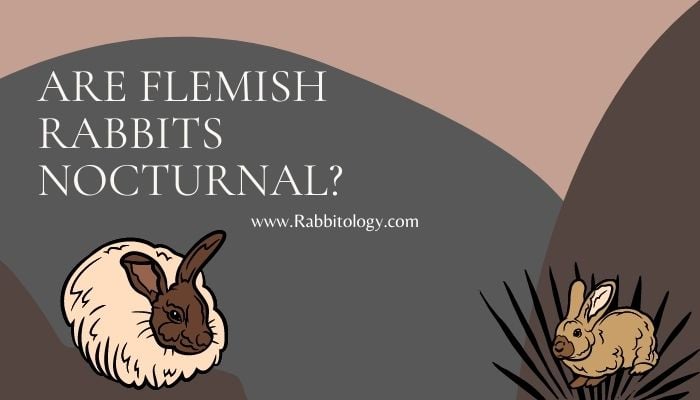 Are Flemish Rabbits Nocturnal